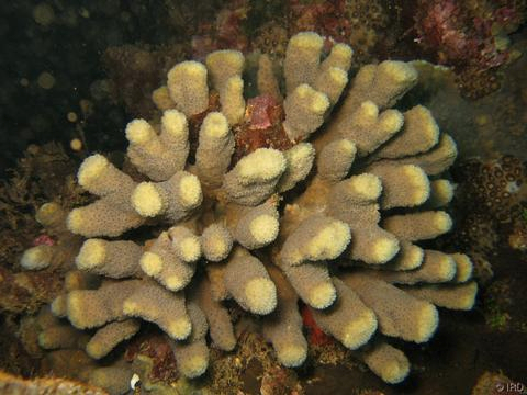  Pavona maldivensis (Pavona Maldives)